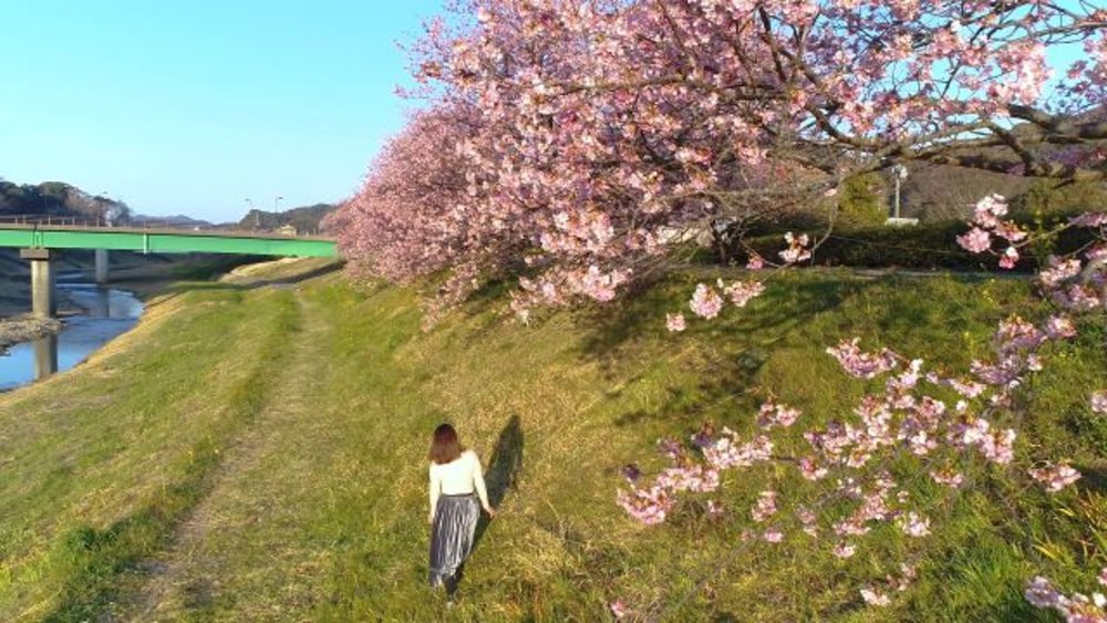 Catch the early sakura blooms in Kawazu