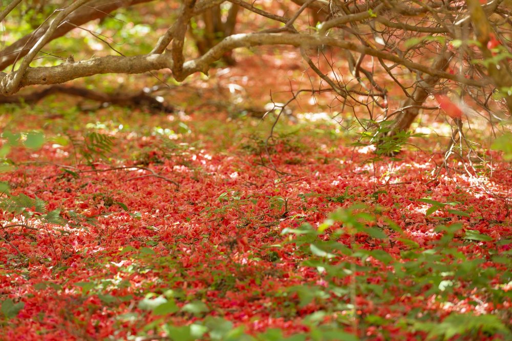 Don't these azaleas just give you a sense of peace?