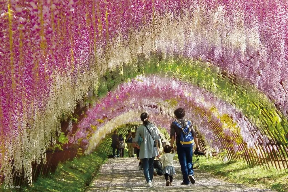 Walk through Ashikaga Flower Park's Wisteria tunnels