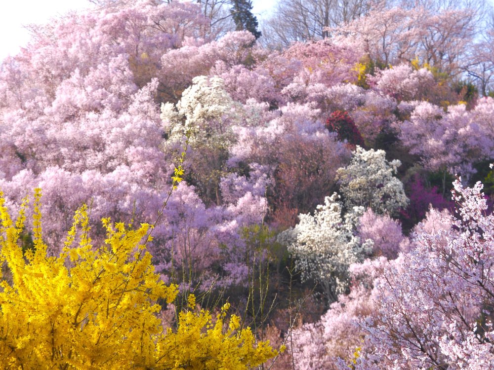 Hundreds of people flock here every year just to see the sakura at Showa Kinen Park