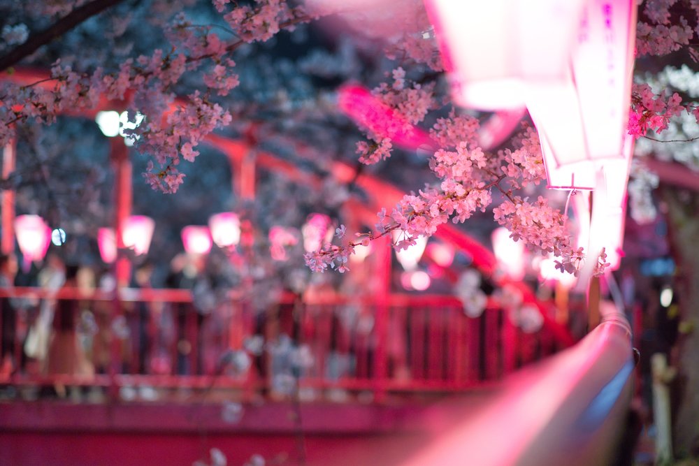Pretty lantern lights giving the cherry blossom trees a pinker hue