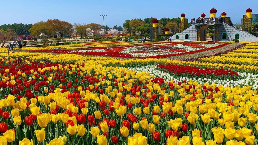 Pictures just don't do the perfect tulips justice! Credits to @lovejennyhuynh on Instagram