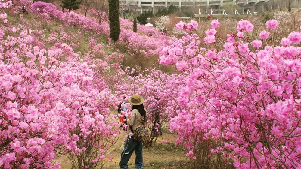 The Wonmisan Azalea Festival will leave you in awe. Credits to @landscapeofkorea on Instgram]