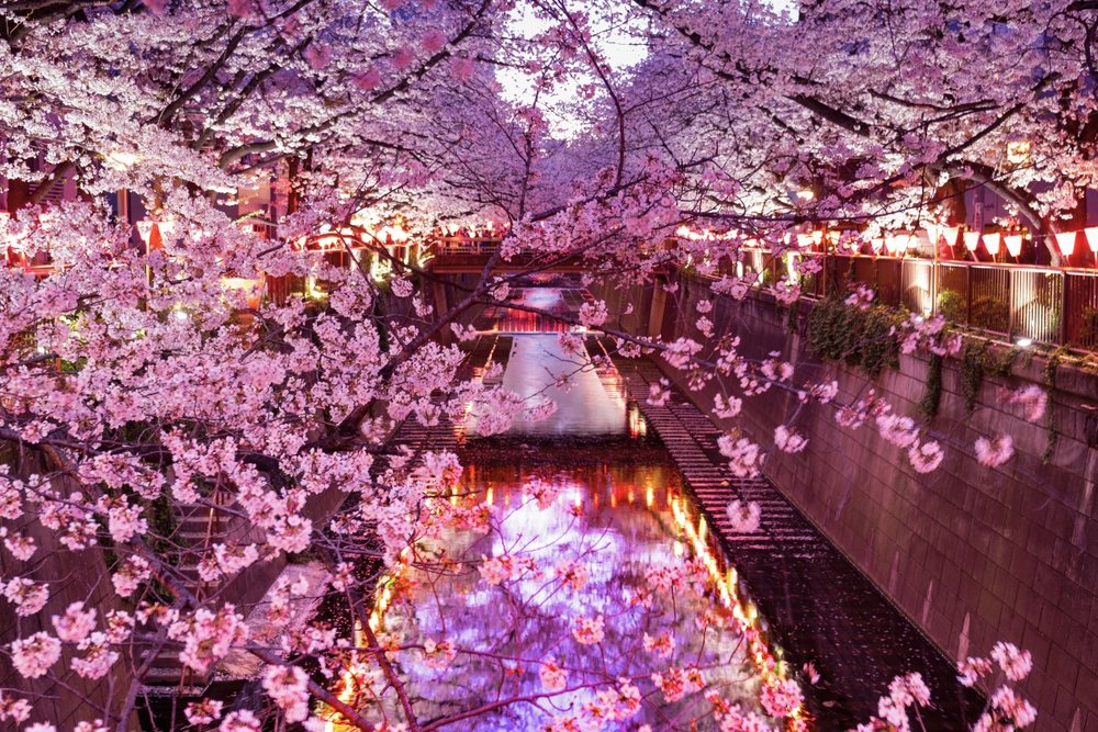 Meguro River Night Cherry Blossom Illumination