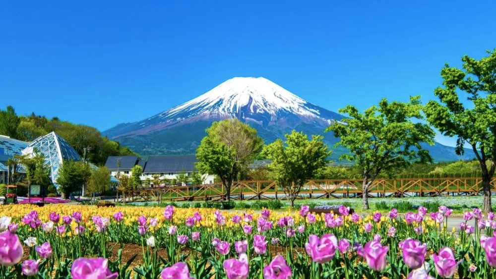 Join the famous and best cherry blossom festival at the iconic Mount Fuji area. Image credits to Klook