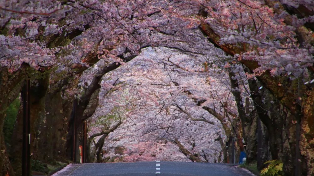 Look up to a tunnel of cherry blossom trees. Image credits to Klook