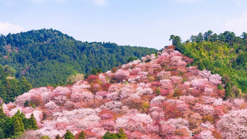 You won't find cherry blossom spots as awesome as this in Mount Yoshino! Image credits to Klook