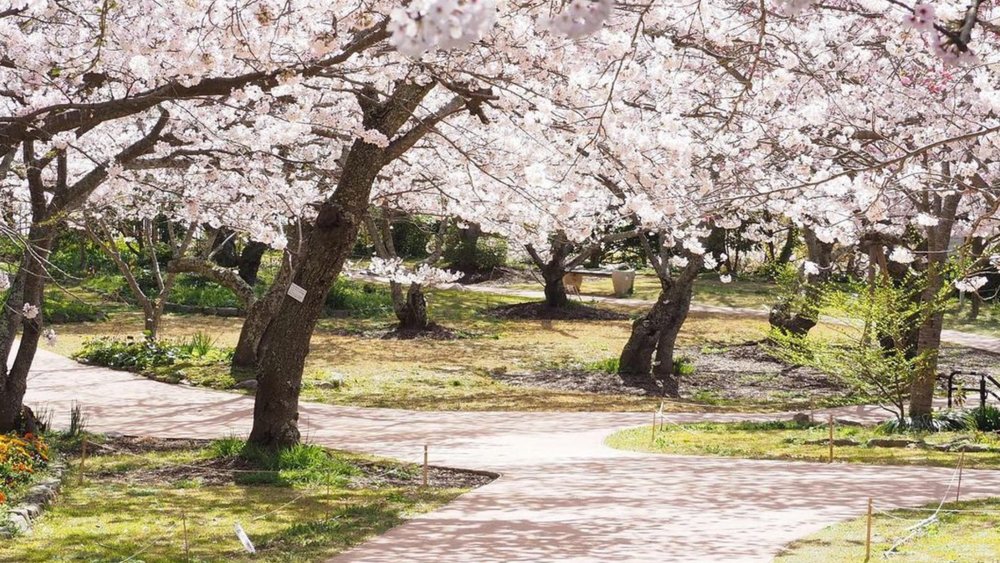 Bring a picnic blanket to hang out under cherry blossom trees at Shiranoe Botanical Gardens! Credits to @shiranoebotanicalgardens on Instagram