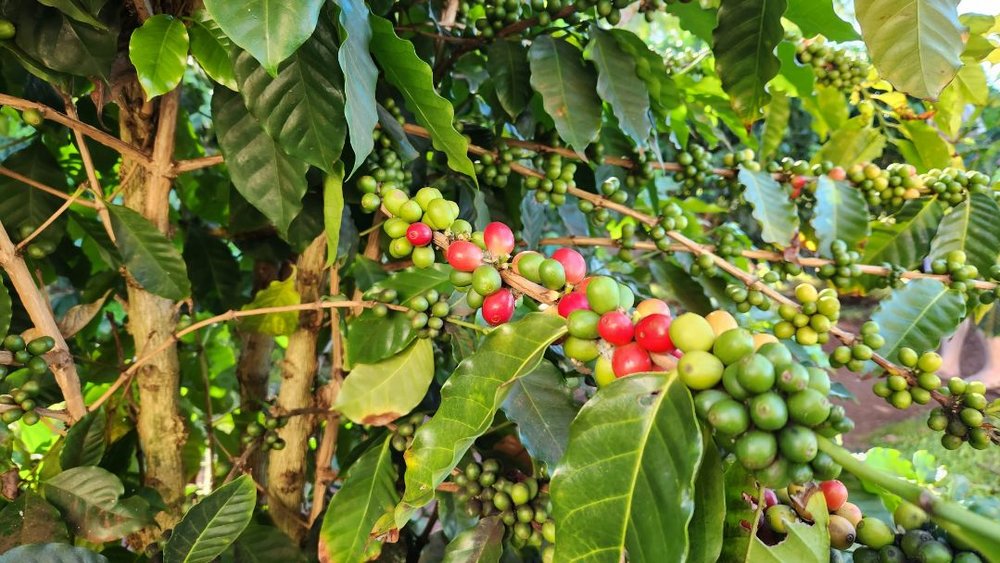 Green World Coffee Farm