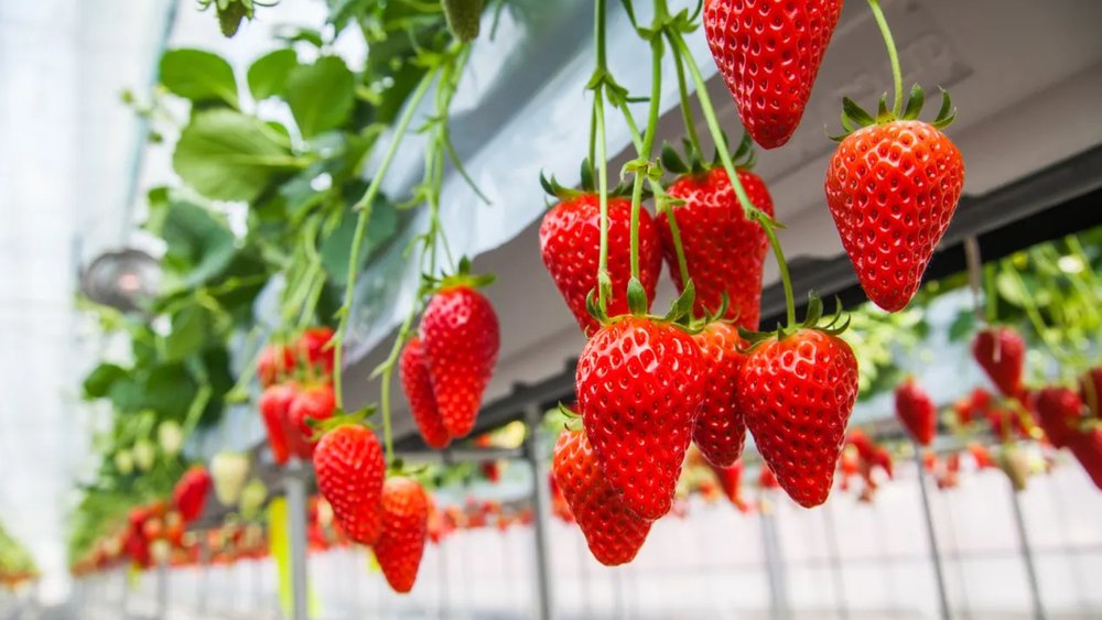 Pink and red strawberries to match the pink and white blossoms! Credits to Klook