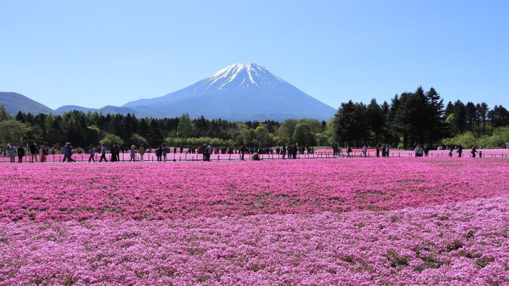 Mid-April will be the best time to see Mount Fuji and its shibazakura. Credits to @honu380anna on Instagram
