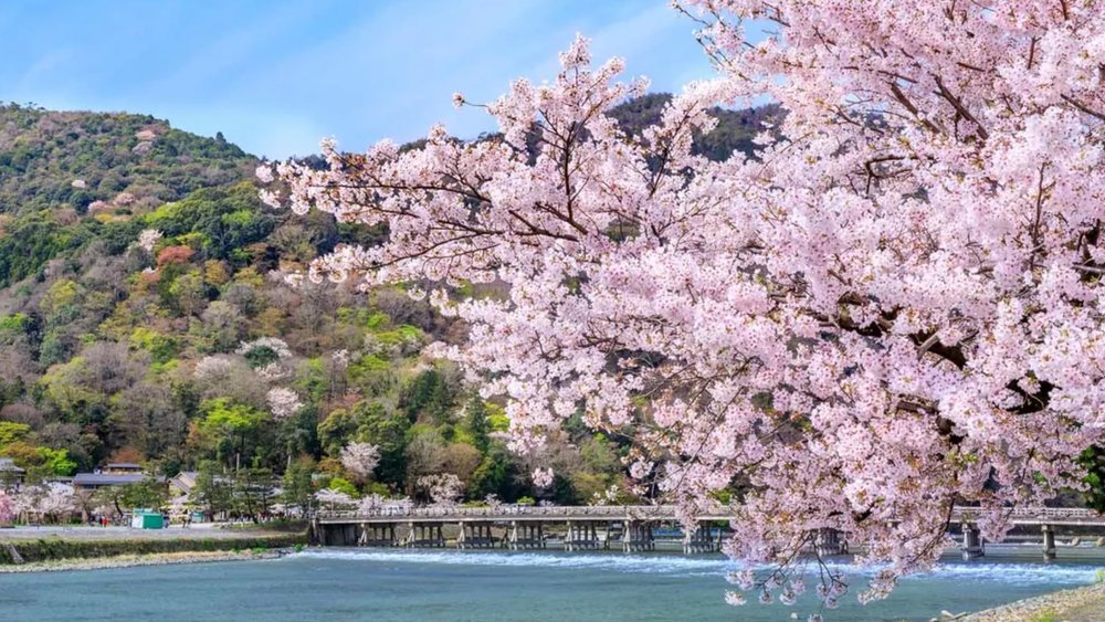 Your camera rolls will be full of cherry blossom pics by the end of this tour! Credits to Klook