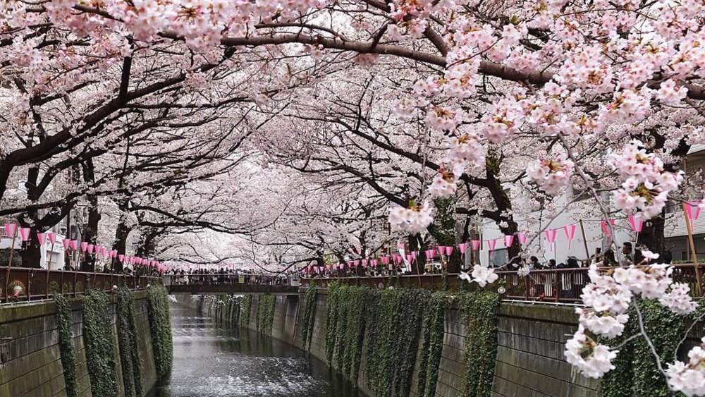 Feel like you're in your own drama at the Meguro River. Credits to @jpdeoliveira on Instagram]