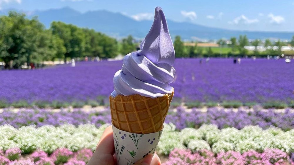 Farm Tomita will be every flower lover's dream! Credits to @borissal_photoya on Instagram