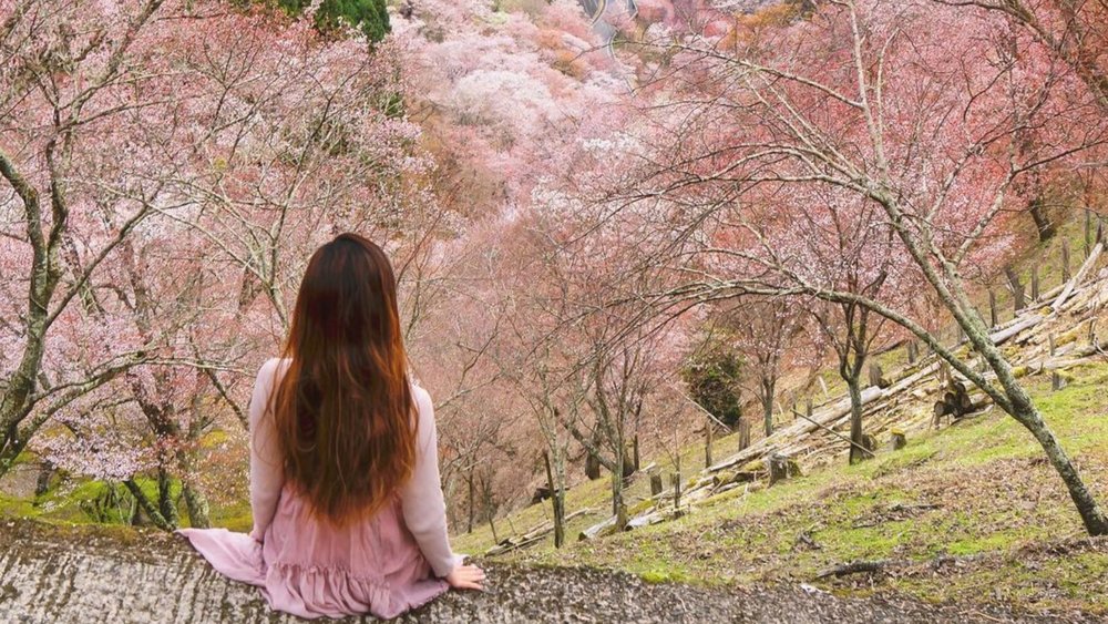 The hills are alive with the blooming cherry trees! Credits to @kyoko1903 on Instagram