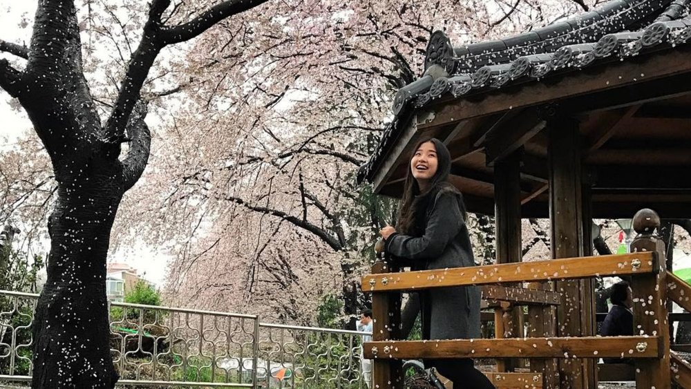 Bloom into the new season and the new year at Jinhae! Credits to @xiaohelely on Instagram