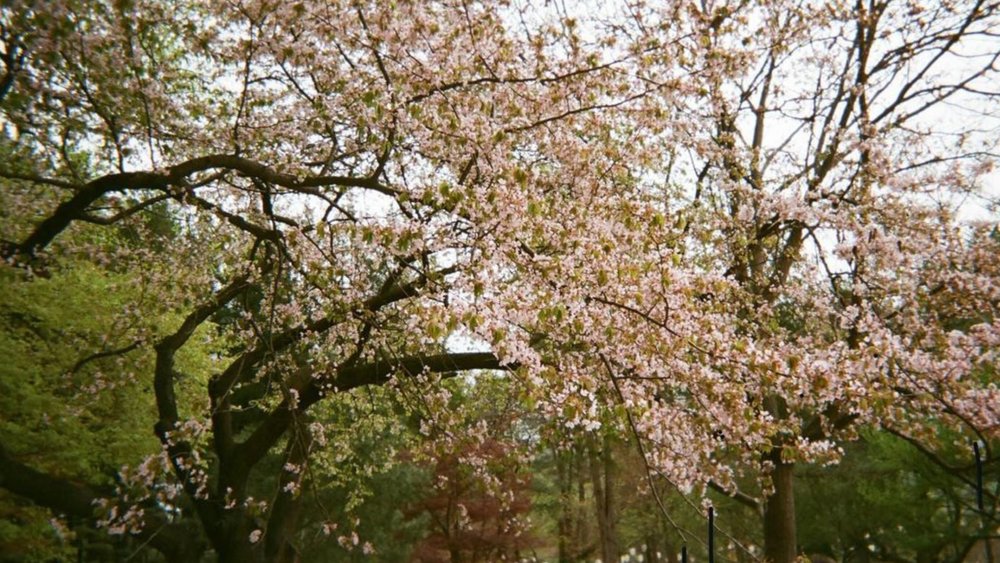 You'll love walking among all the cherry trees at Nami Island. Credits to @kuhanipia on Instagram