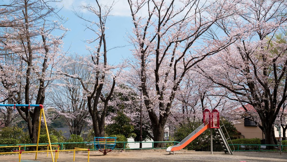Cherish the bloom and respect the earth by keeping the parks clean! Image credits to Abby Chung on Pexels.