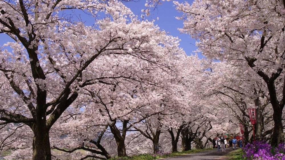 Witness the ethereal elegance of cherry blossoms from afar! Image credits to @visitjapanau on Instagram.