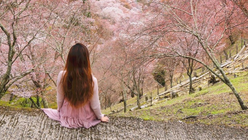 Enjoy the beauty of Yoshinoyama's cherry trees! Image credits to @kyoko1903 on Instagram