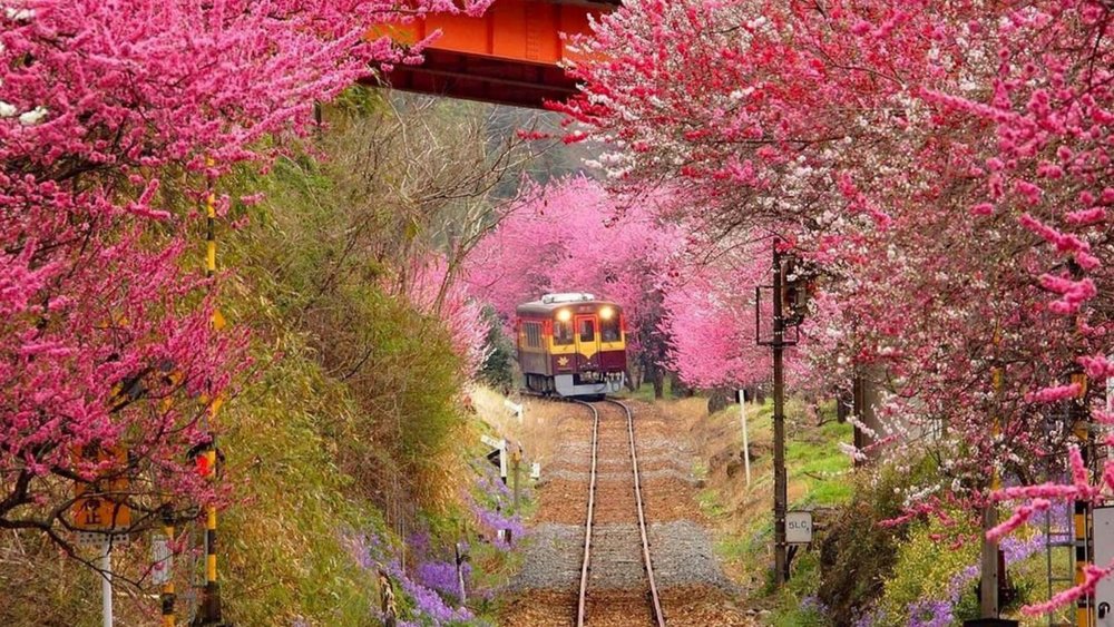 Take the train and see the cherry blossoms around you! Image credits to @visitgunma on Instagram