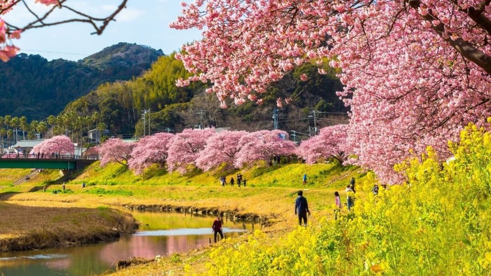 See the sakura bloom along the Kawazu River! Image credits to @japanrailcafe on Instagram.