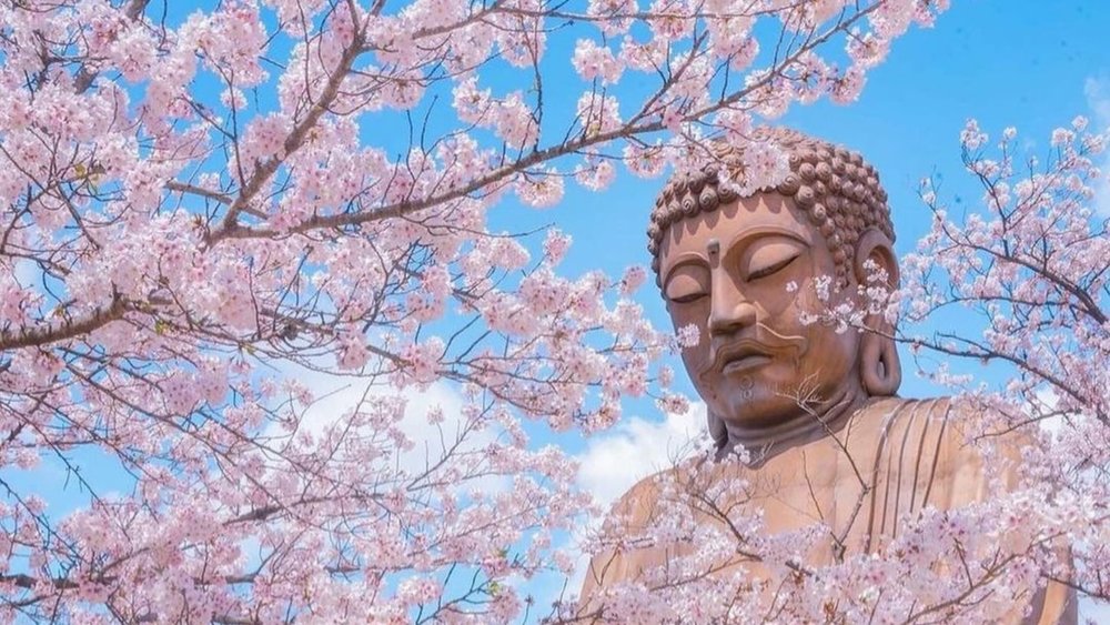 After strawberry picking, check out the Cherry Blossom Buddha at Tsubosaka Temple! Image credits @japan.undiscovered on Instagram.