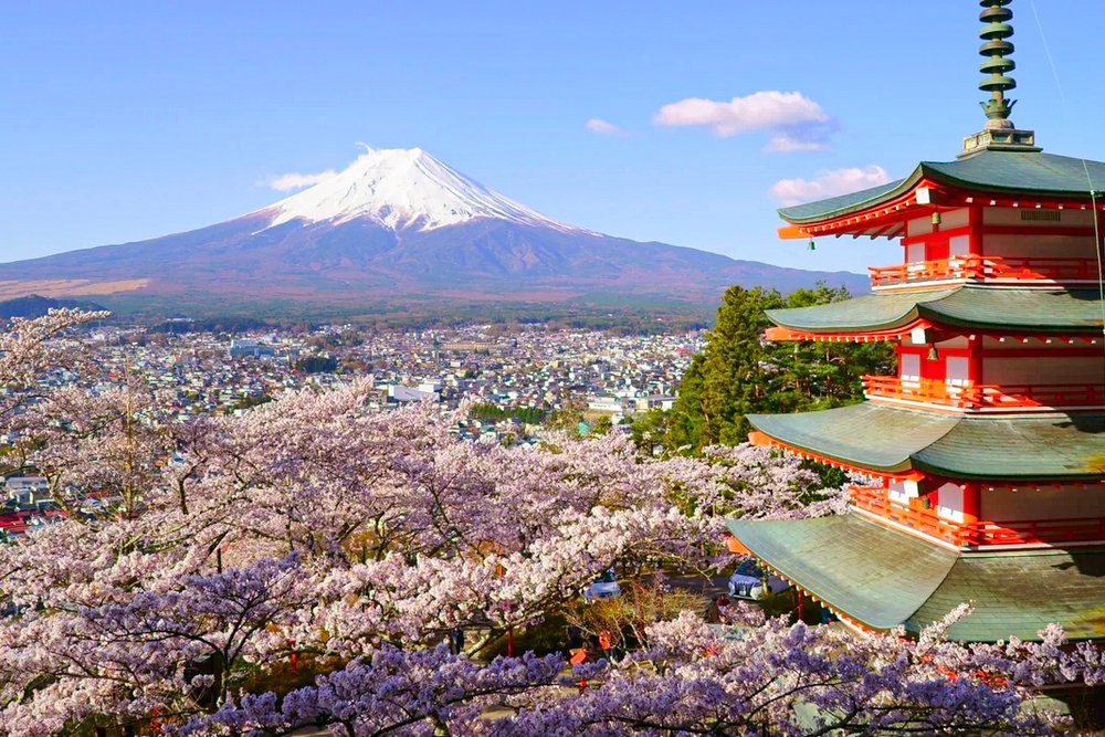 Arakuyama Sengen Park Cherry Blossom