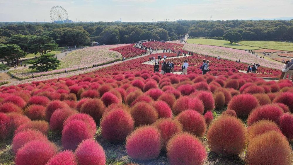 The beauty of Hitachi's Seaside Park awaits! Image credits to Klook.