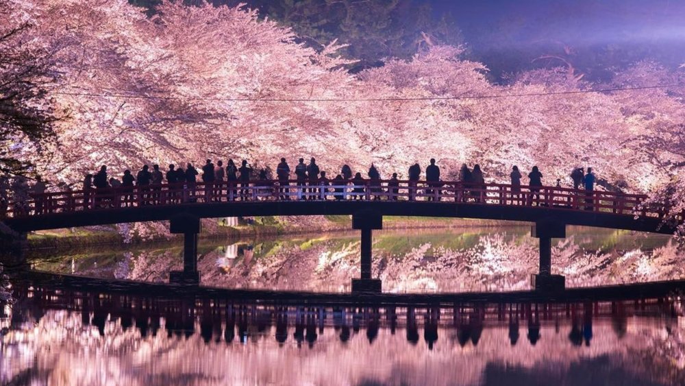 The Hirosaki Cherry Blossom Festival is a sight for sore eyes. Image credits to @japanprivatetour on Instagram.