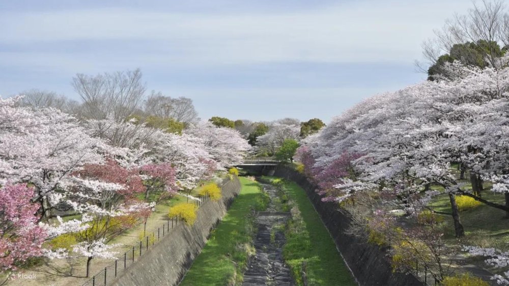 Make it a cherry blossom season to remember at Shinjuku Gyoen National Garden. Image credits to Klook.
