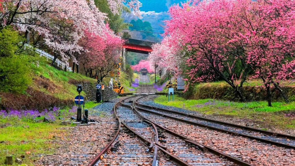 Watarase Cherry Blossom Day Tour