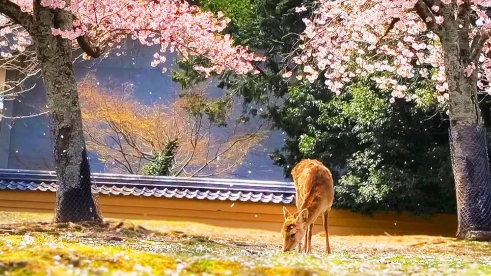 Nara deer grazing on grass under pink cherry blossom trees in Nara Park