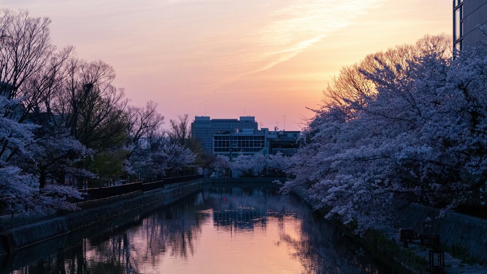 Take a relaxing walk among the cherry blossoms at Heian Shrine! Image credits @shellingfordyu on Unsplash