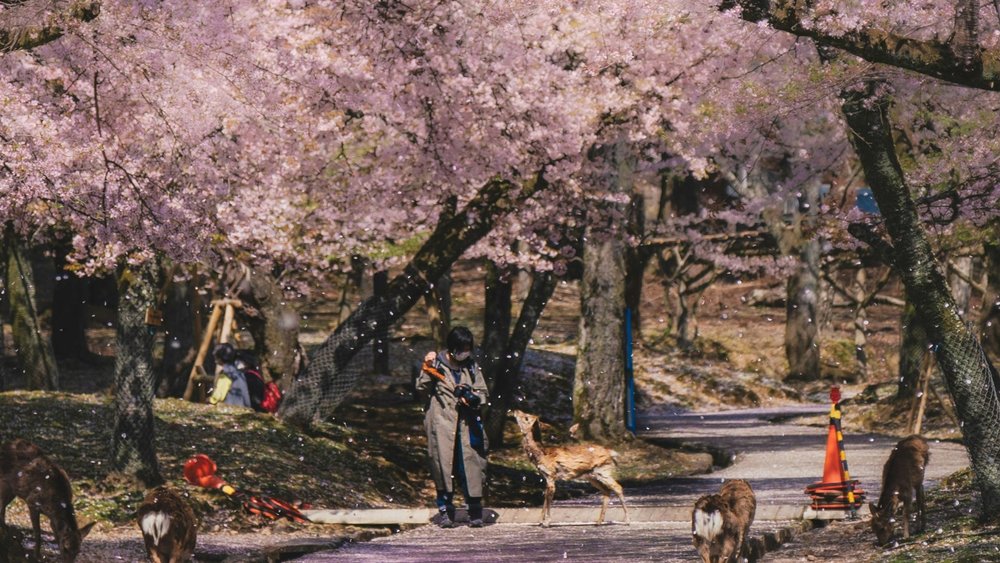 Nara Park is a wonder for nature lovers! Credits: @godling on Unsplash