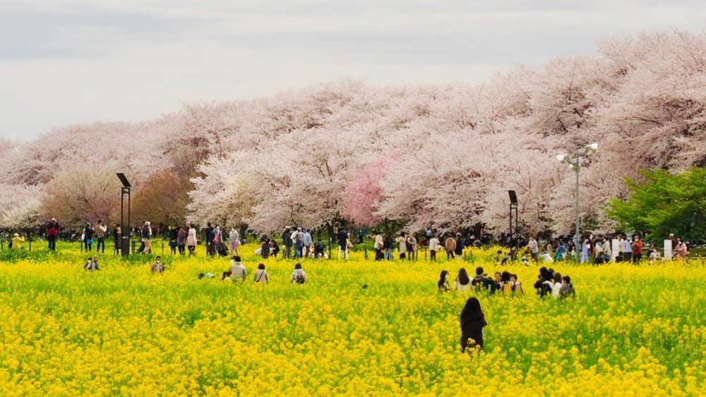 See this stunning landscape of cherry trees at Gongendo Park! Credits: @akihirom06 on Instagram