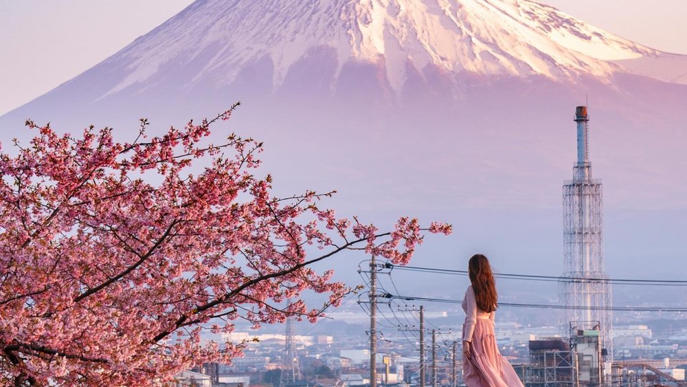 Kawazu Town is a pink paradise during cherry blossom season! Credits: @kyoko1903 on Instagram