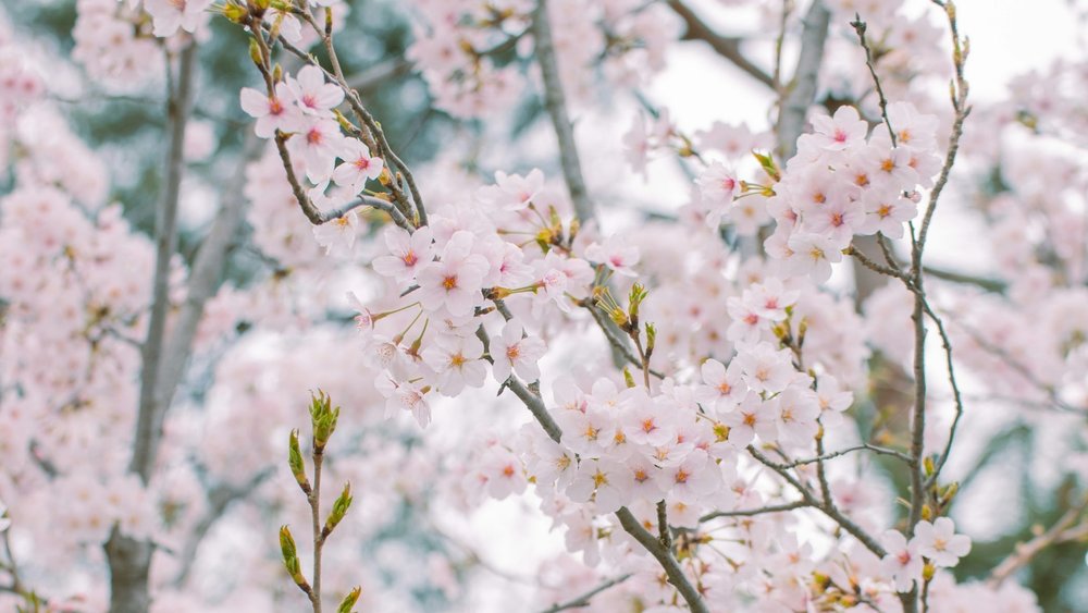 Chasing Cherry Blossom and Spring Flowers Day Tour