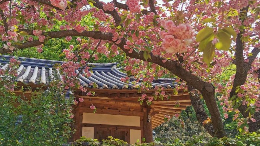 Cherry Blossom Suwon Hwaseong Fortress Tour
