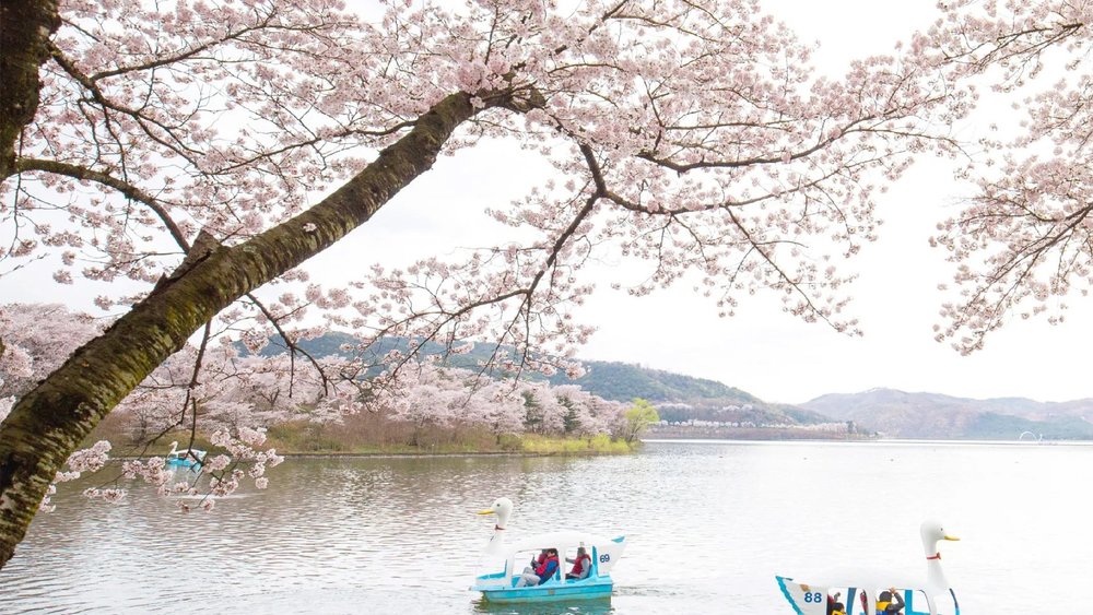 Gyeongju Cherry Blossom One-Day Tour