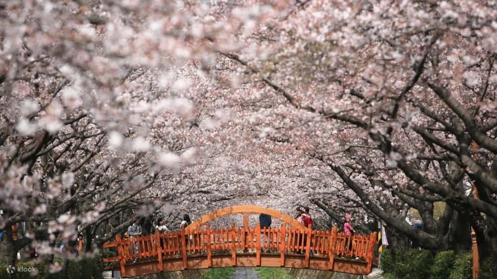 Jinhae Gunhangje Cherry Blossom Festival Day Tour