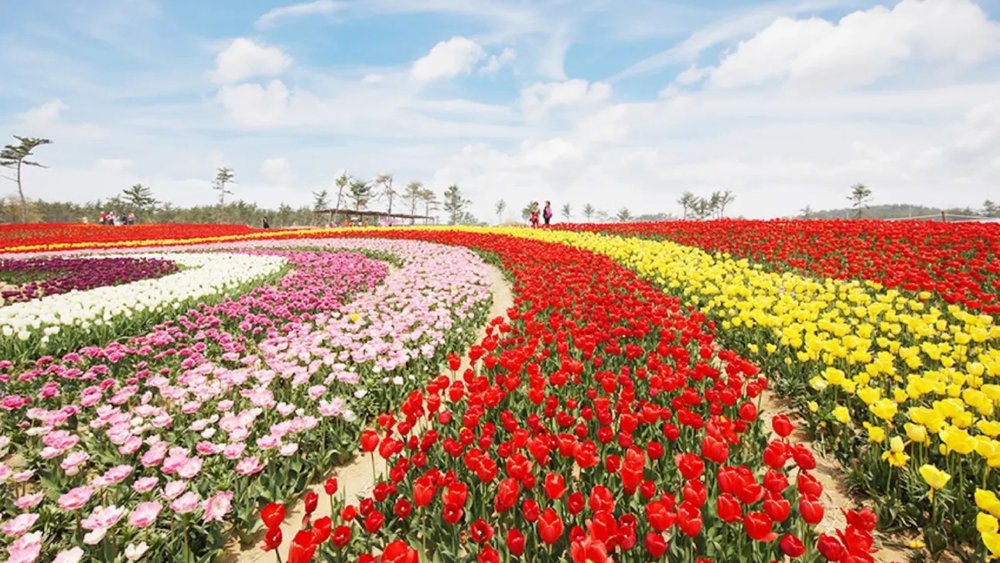 Taean Tulip Festival