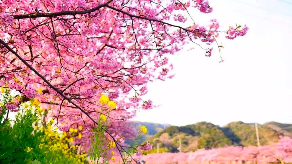 Every corner is picture-perfect with all the cherry trees around!