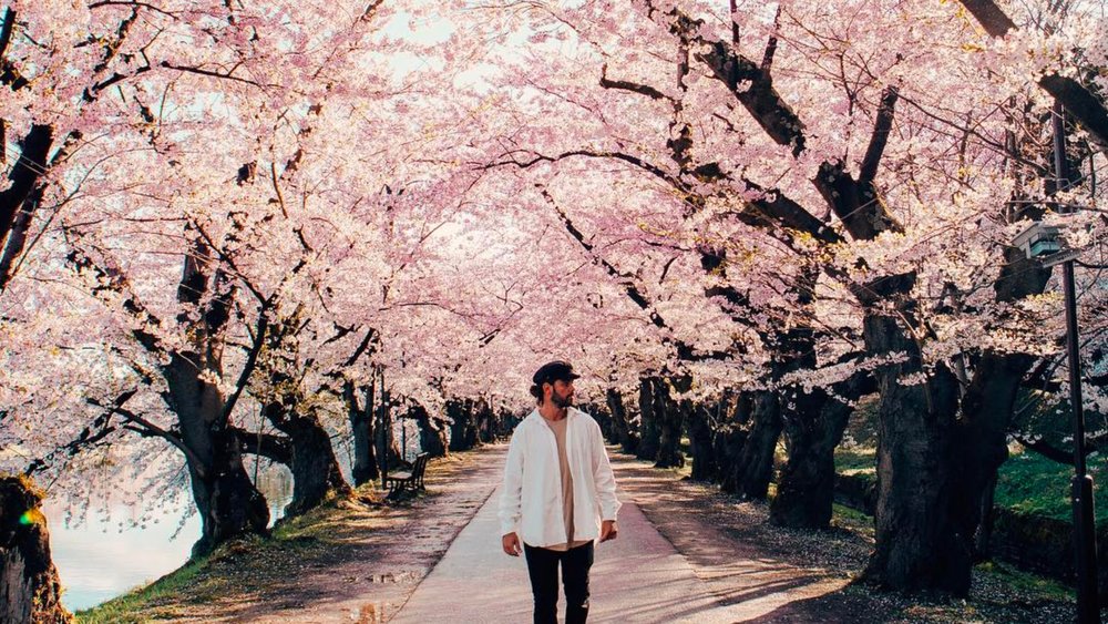 Hirosaki Castle looks even more stunning with cherry blossoms surrounding it! Credits to @kyle_hunter on Instagram