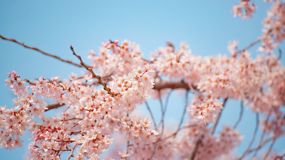As Korea turns pink, spring has arrived. Credits to @geonuk on Unsplash
