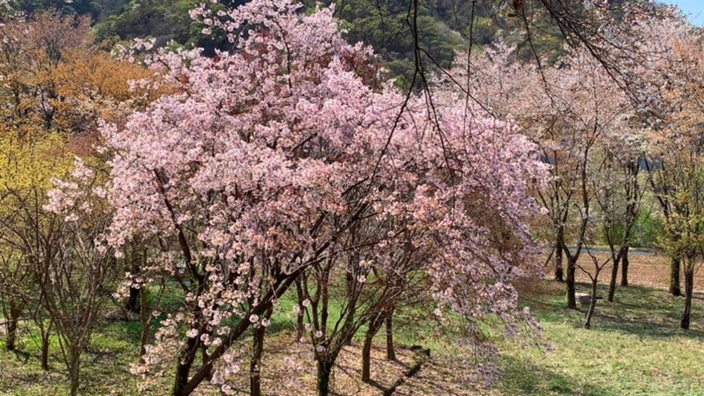 It's cherry blossoms galore all over Korea's capital city!