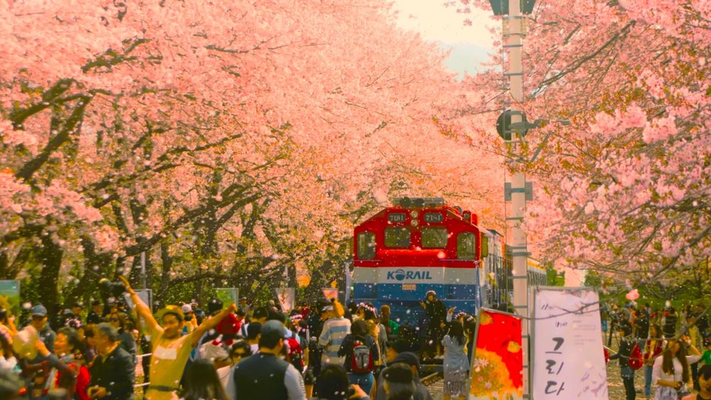 The most scenic train ride awaits you at the Jinhae Cherry Blossom Tour!