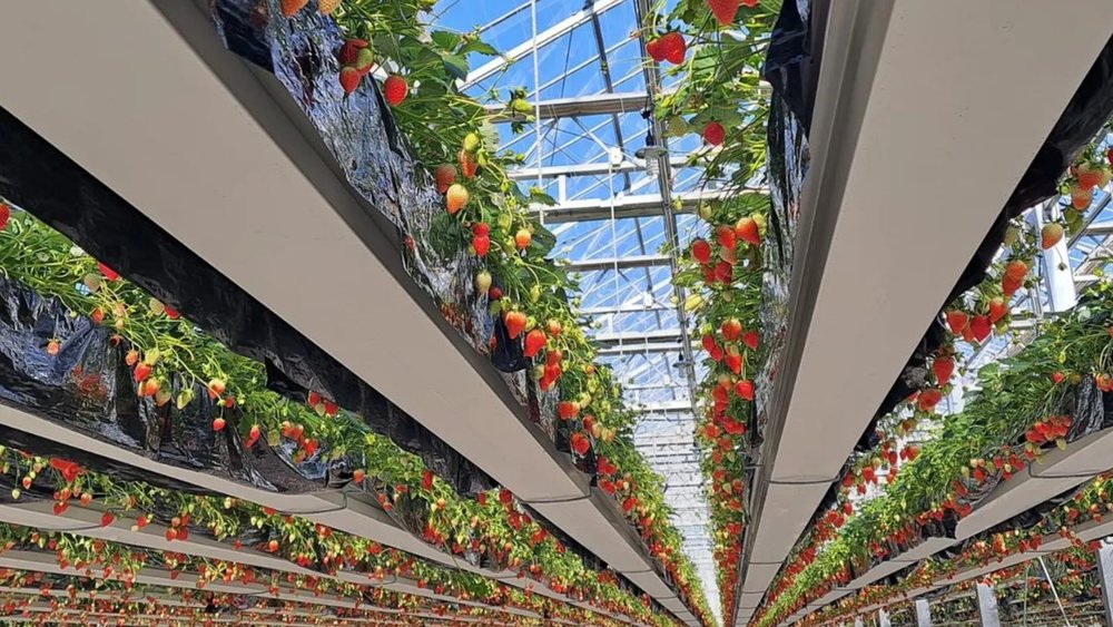 One bite of the ichigo will make you think that life is berry sweet! Credits: @ippon_kenpon3226 on Instagram