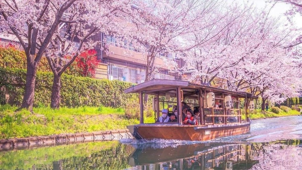 Explore traditional Japanese culture at its finest by visiting during the springtime. Credits: @sanbonsuge1986 on Instagram