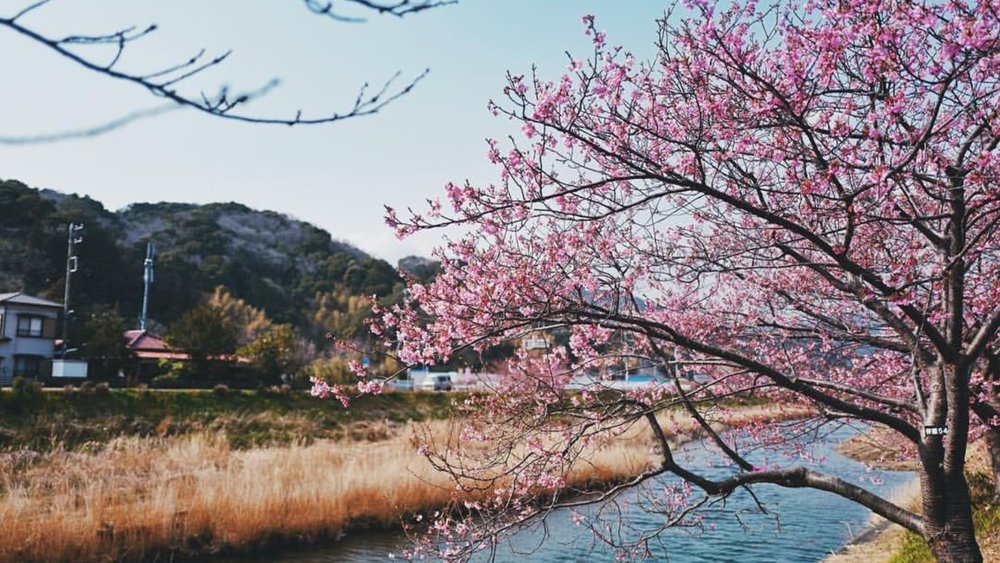 The Kawazu River in Tokyo is surrounded by pretty pink blooms in the spring. Credits: @yinagoh on Instagram